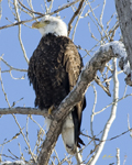 Eagles, Osprey, Vultures